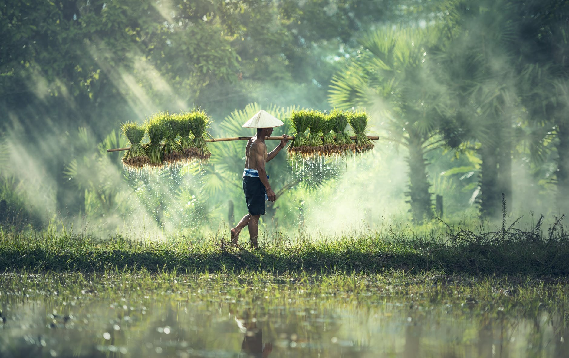 petani pertanian indonesia