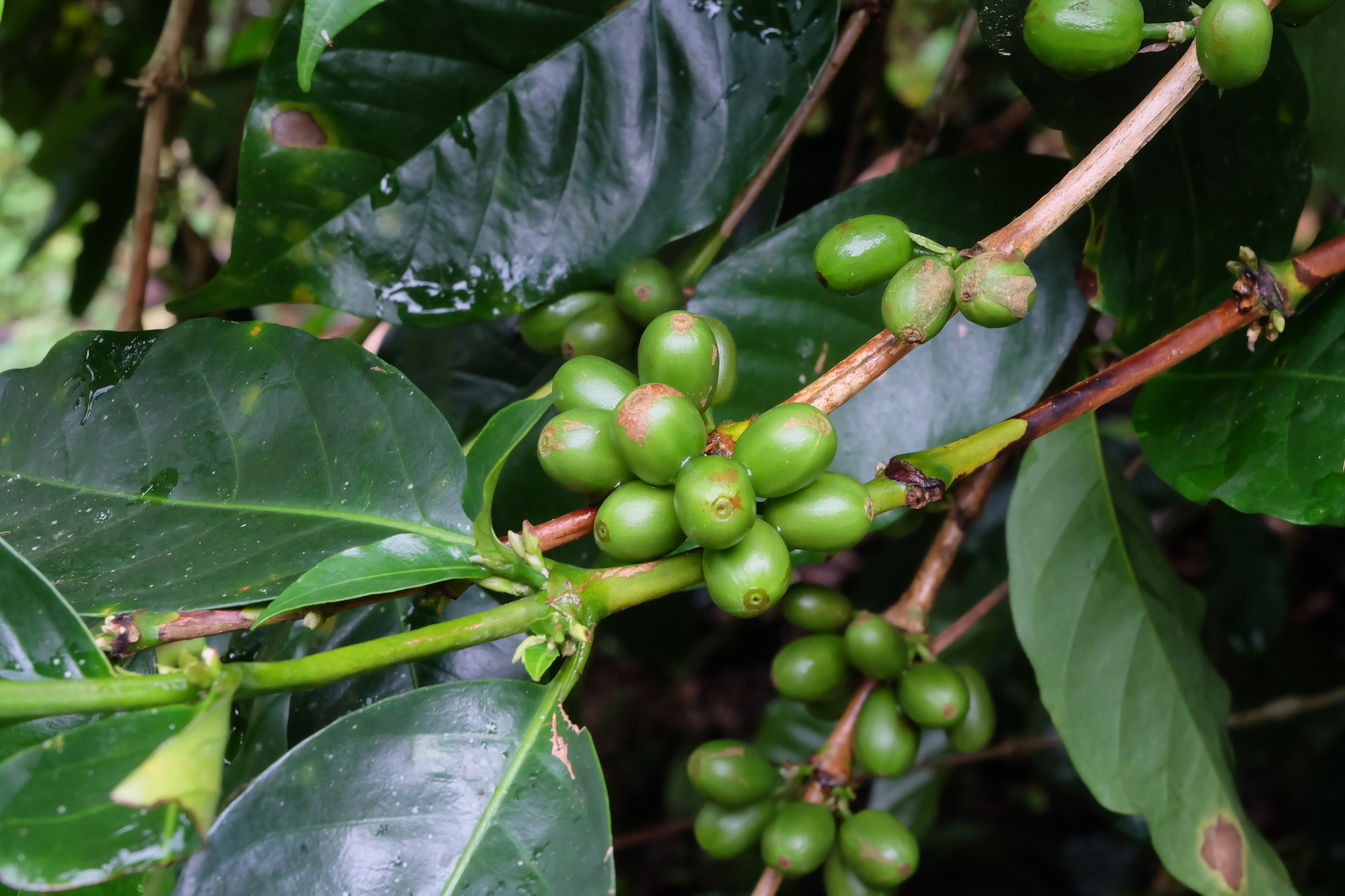 Tanaman Kopi di Desa Kahayya