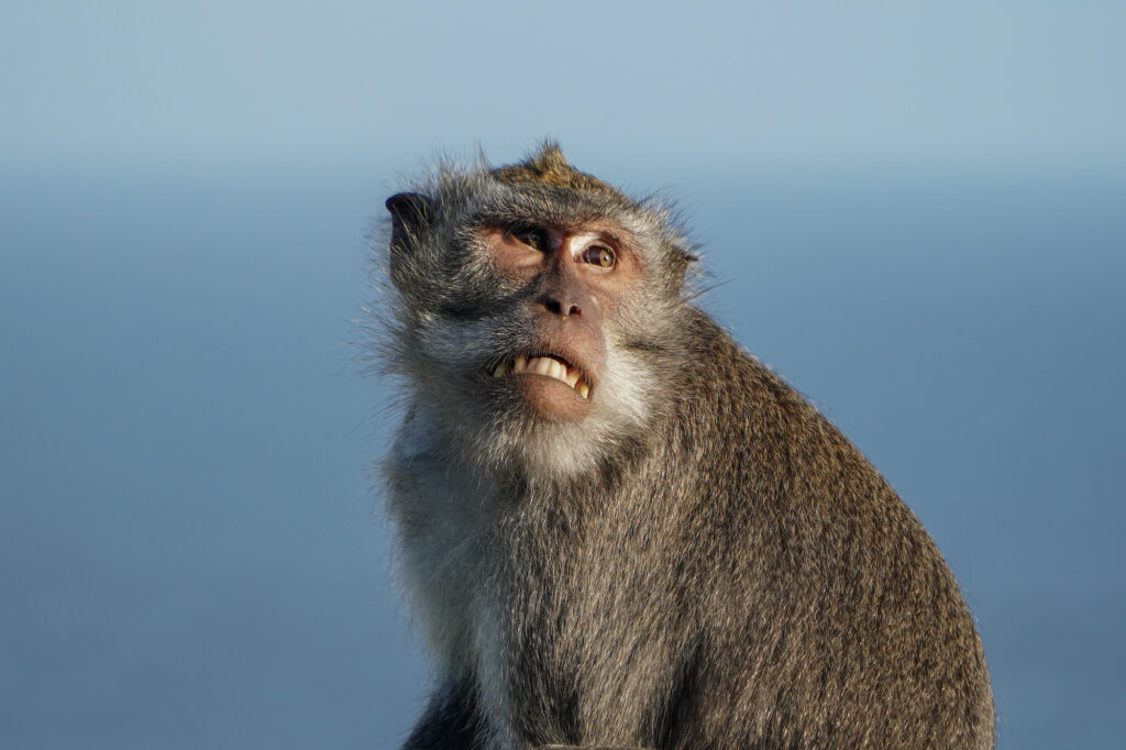 Monyet Uluwatu