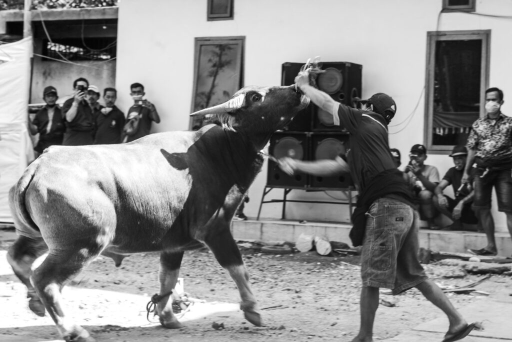 Potong Kerbau Toraja