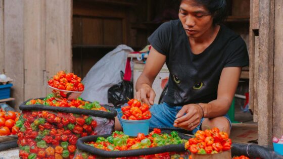 Lada Katokkon Jagoan Pedas dari Toraja