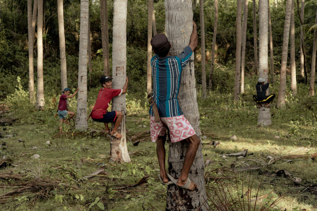 Masyarakat Selayar Memanjat Kelapa dalam Kehidupan Sehari-hari