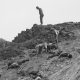 Fires on the Plain (1959)